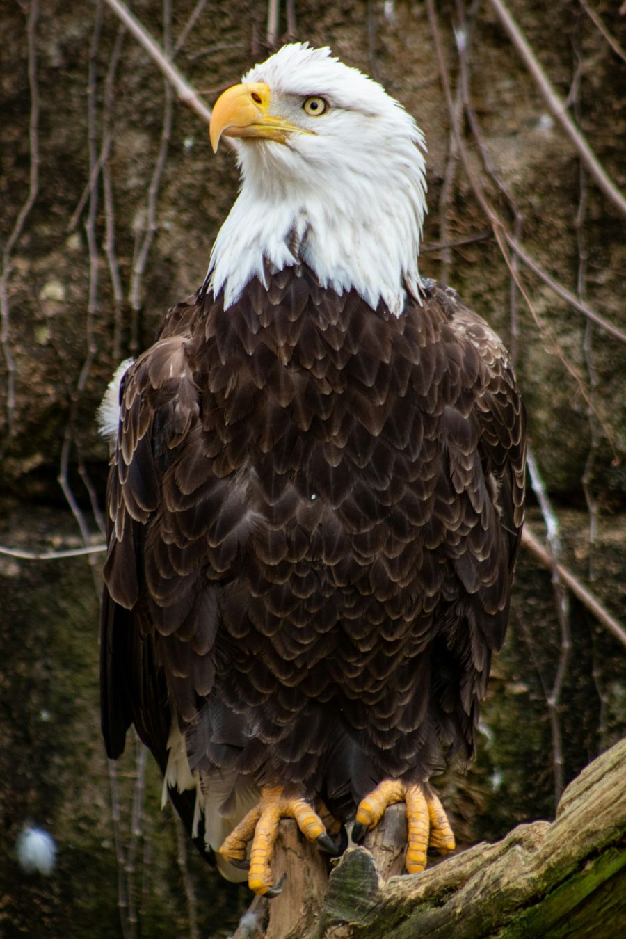 <who>Photo credit: Joshua J. Cotten on Unsplash</who>Maybe you'll spot a bald eagle this weekend.