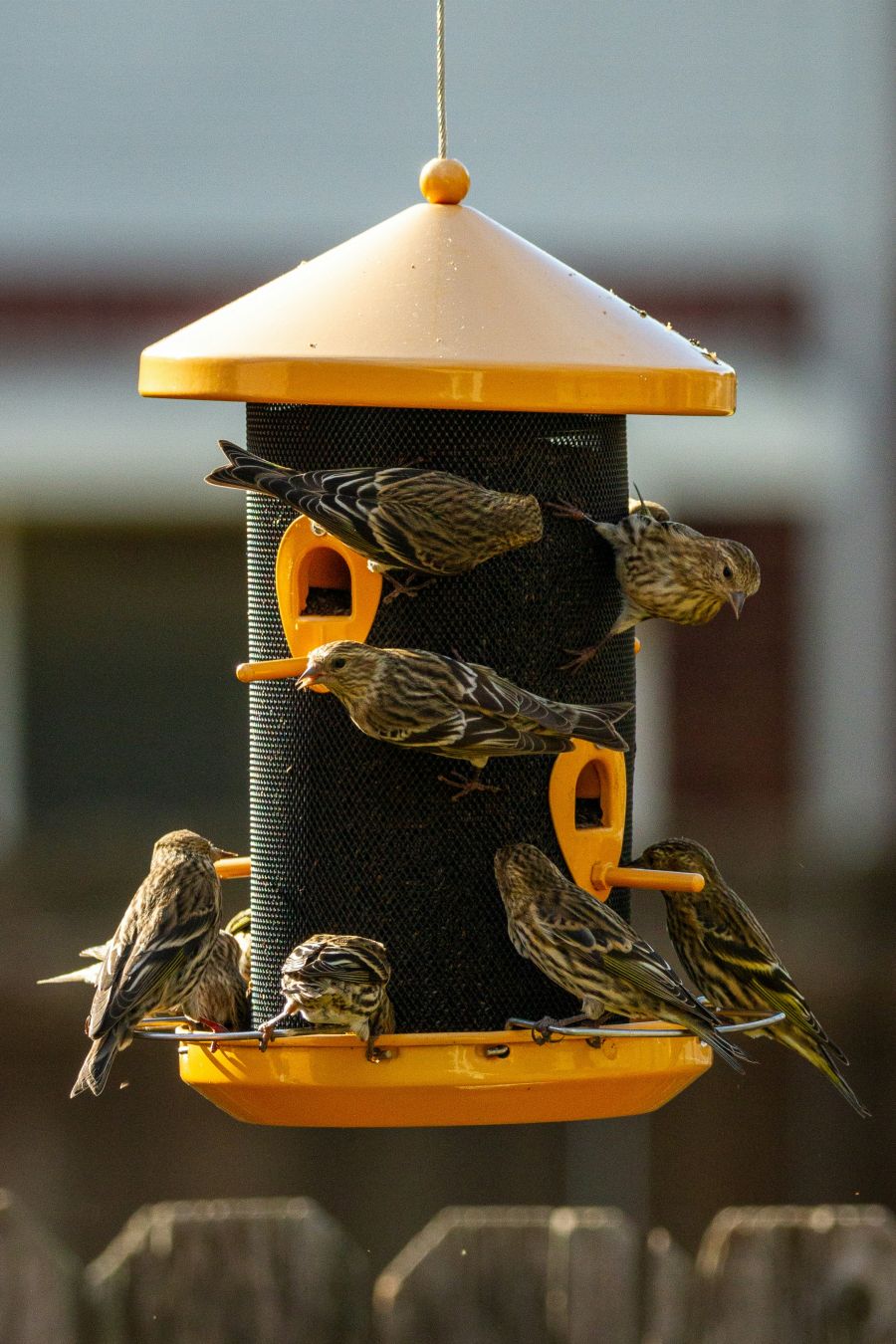 <who>Photo credit: JOshua J. Cotten on Unsplash</who>Put out a bird feeder, fill it with seed and watch the birds arrive.