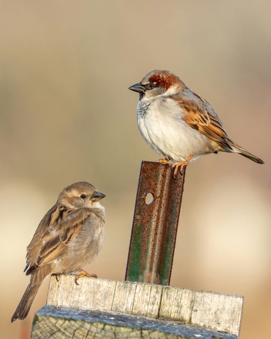 <who>Photo credit: Patrice Bouchard on Unsplash</who>Coming across house sparrows is more than likely.