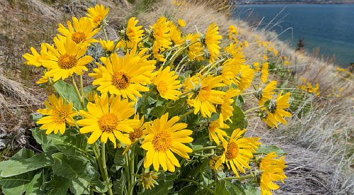 Hike amongst the bevy of blooms of the Okanagan sunflower