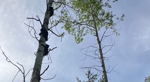 BCCOS investigating illegal killing of mother bear that left 5 cubs orphaned