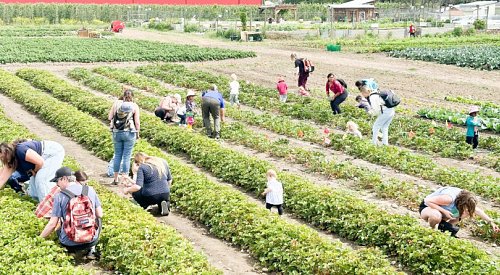 Kelowna farm celebrating 10 years of growing food to donate to people in need
